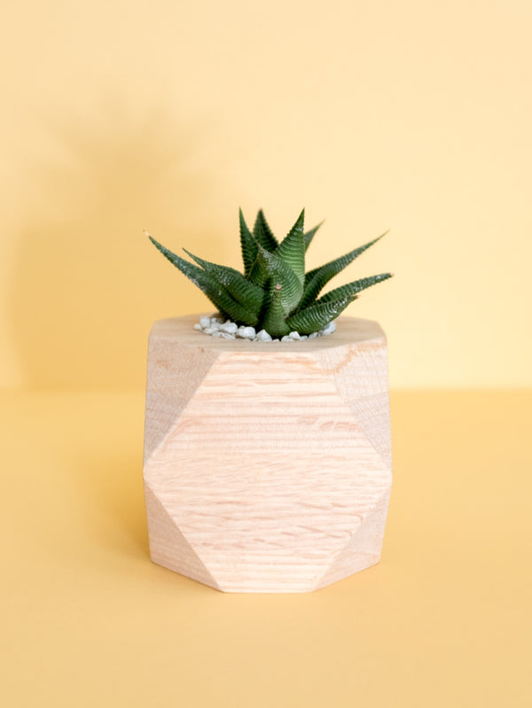 Succulent —